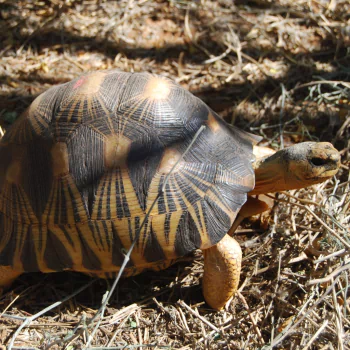 Radiated Tortoise - Desktop Wallpapers, Phone Wallpaper, PFP, Gifs, and ...