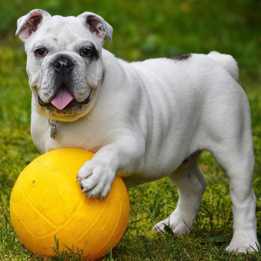 English Bulldog playing with a ball by Alain Audet