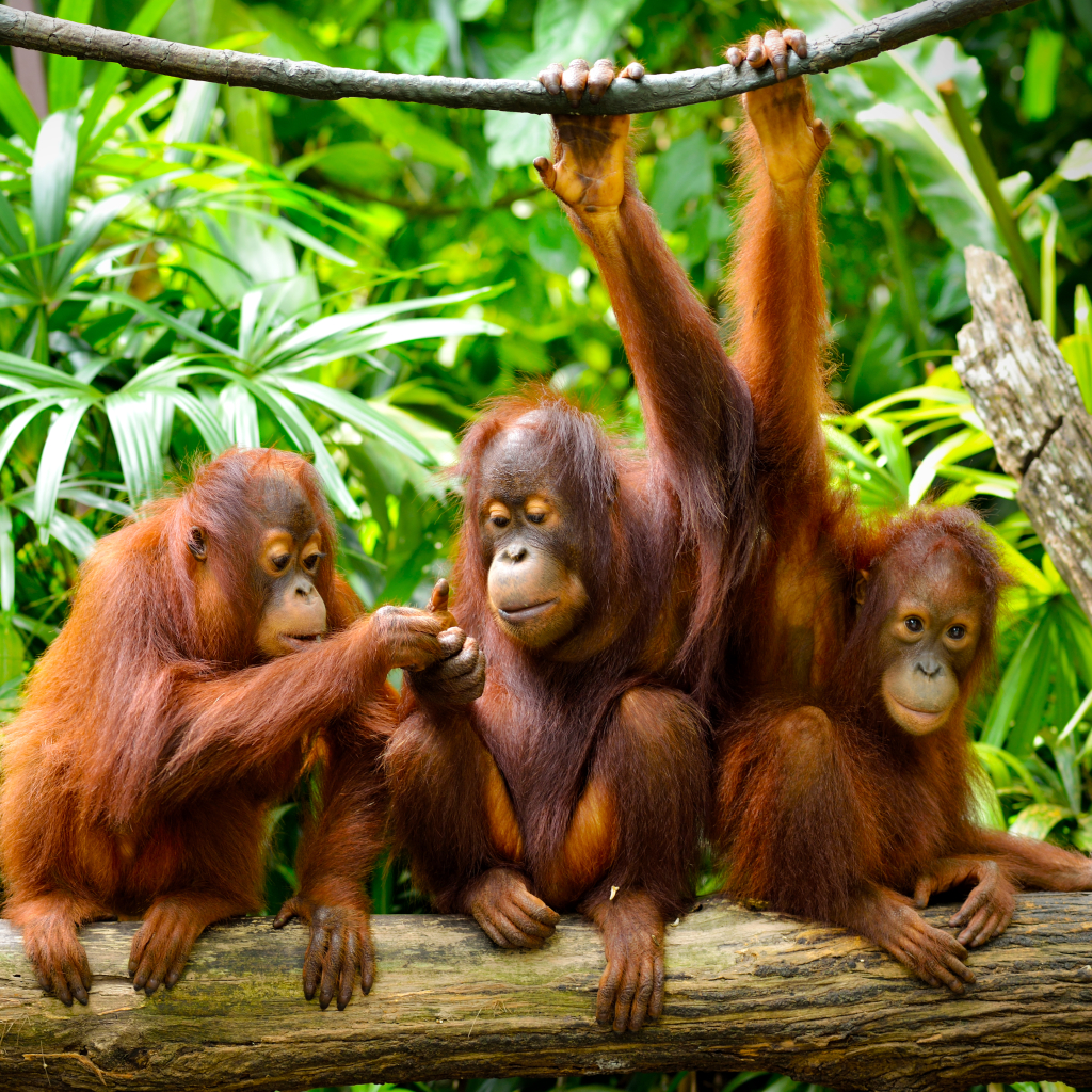 A couple of Orangutans