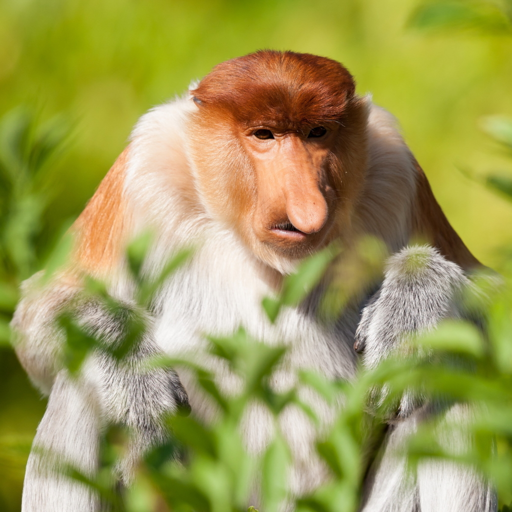 proboscis monkey Pfp