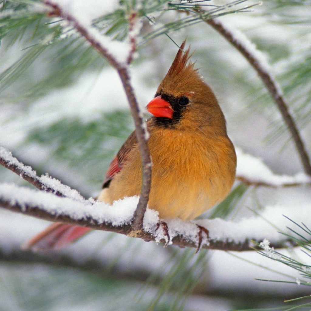 Cardinal on Snowy Pine Branch