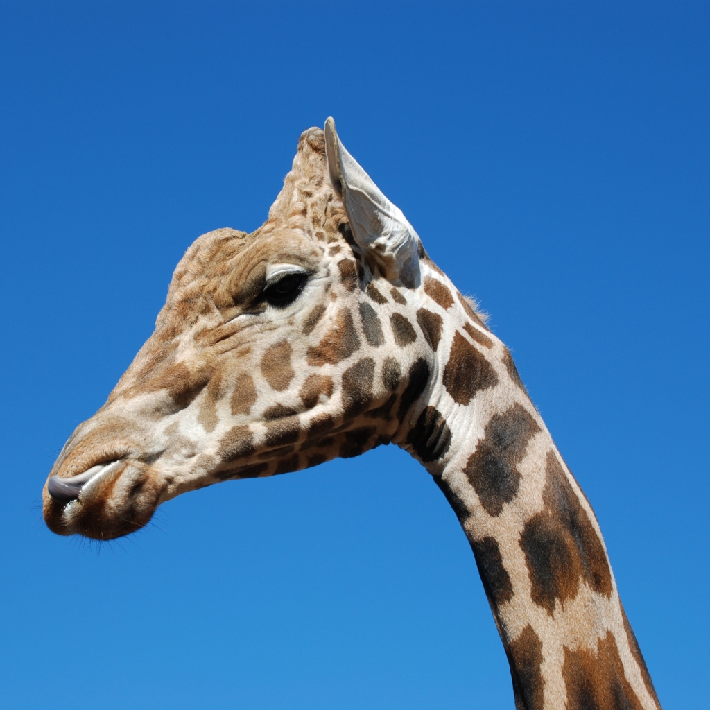 Close up of a giraffes head by lstewart1