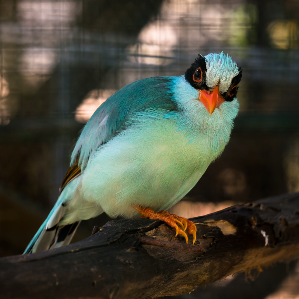 Common Green Magpie - Desktop Wallpapers, Phone Wallpaper, PFP, Gifs ...