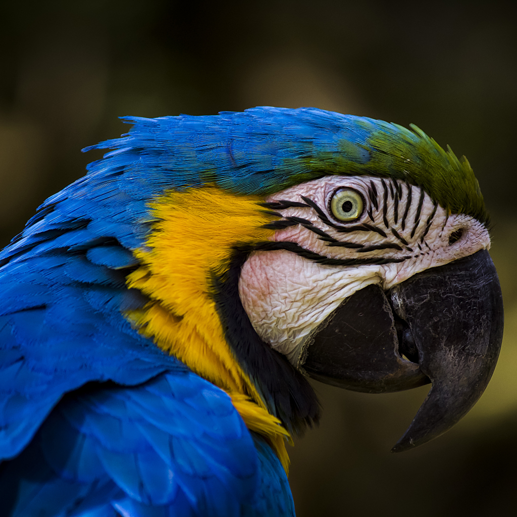 Blue-and-yellow Macaw Pfp