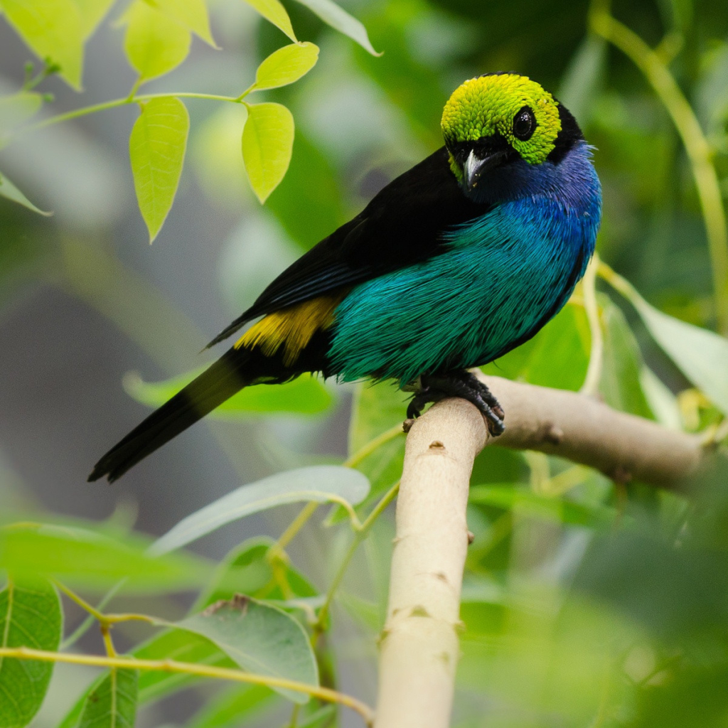 Eastern Tanager