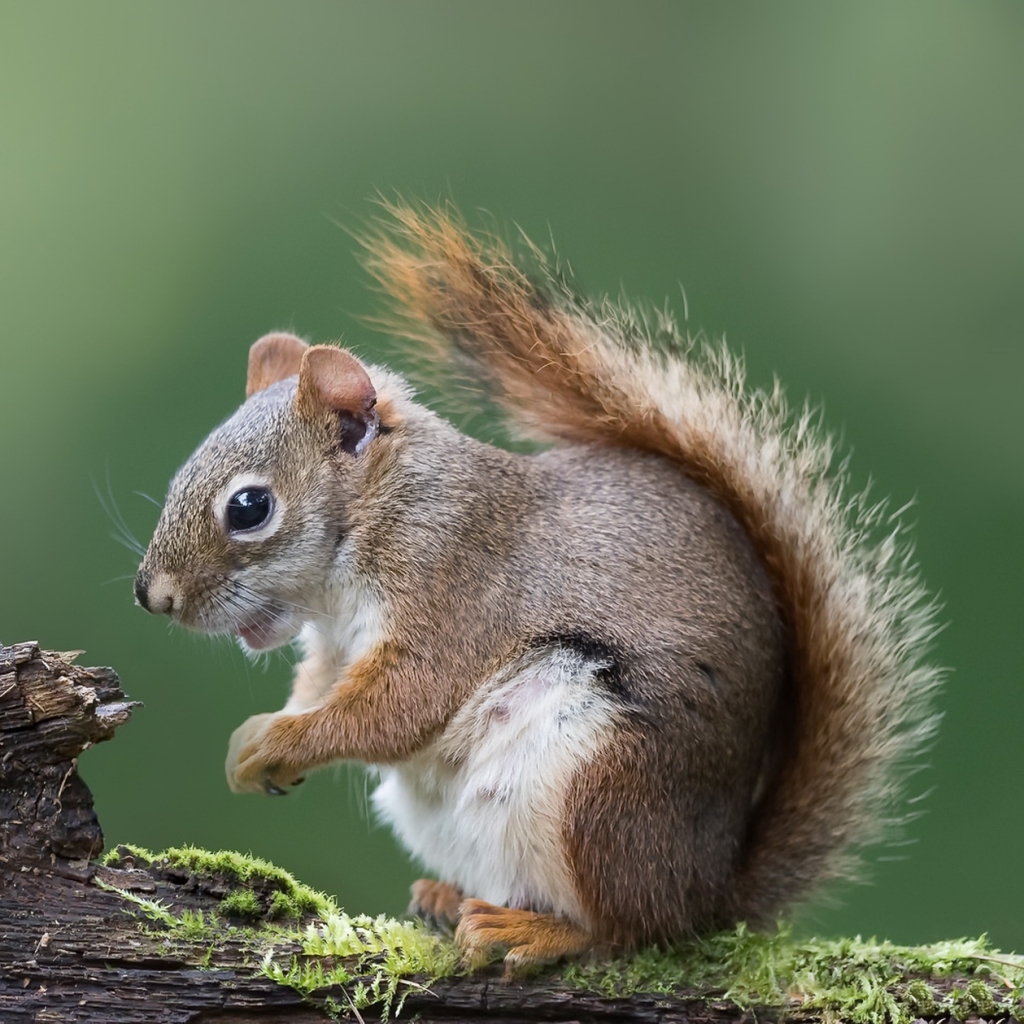 Download Close-up Rodent Squirrel Animal PFP