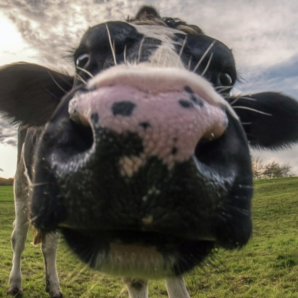 Download Close-up Cow Animal PFP