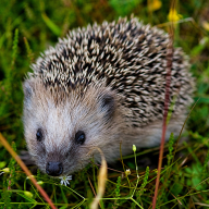 Hedgehog Pfp by Keith Fannon