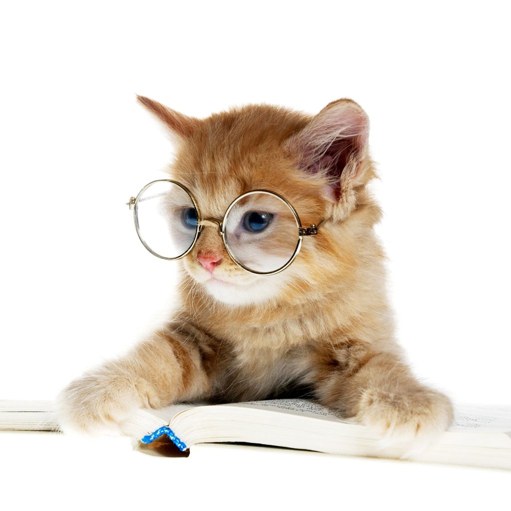 Download Glasses Funny Book Cat  PFP