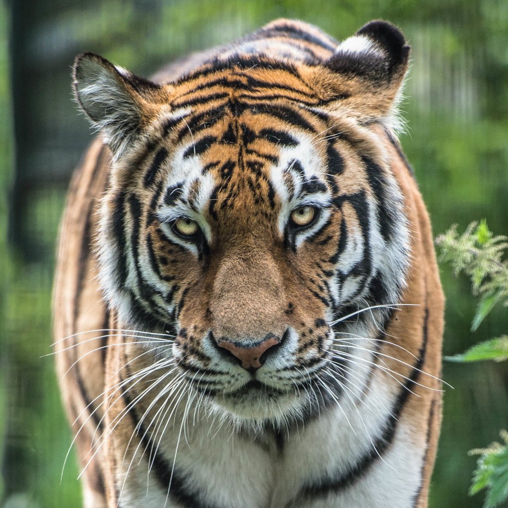 Amur Tiger Forum Avatar | Profile Photo - ID: 259402 - Avatar Abyss