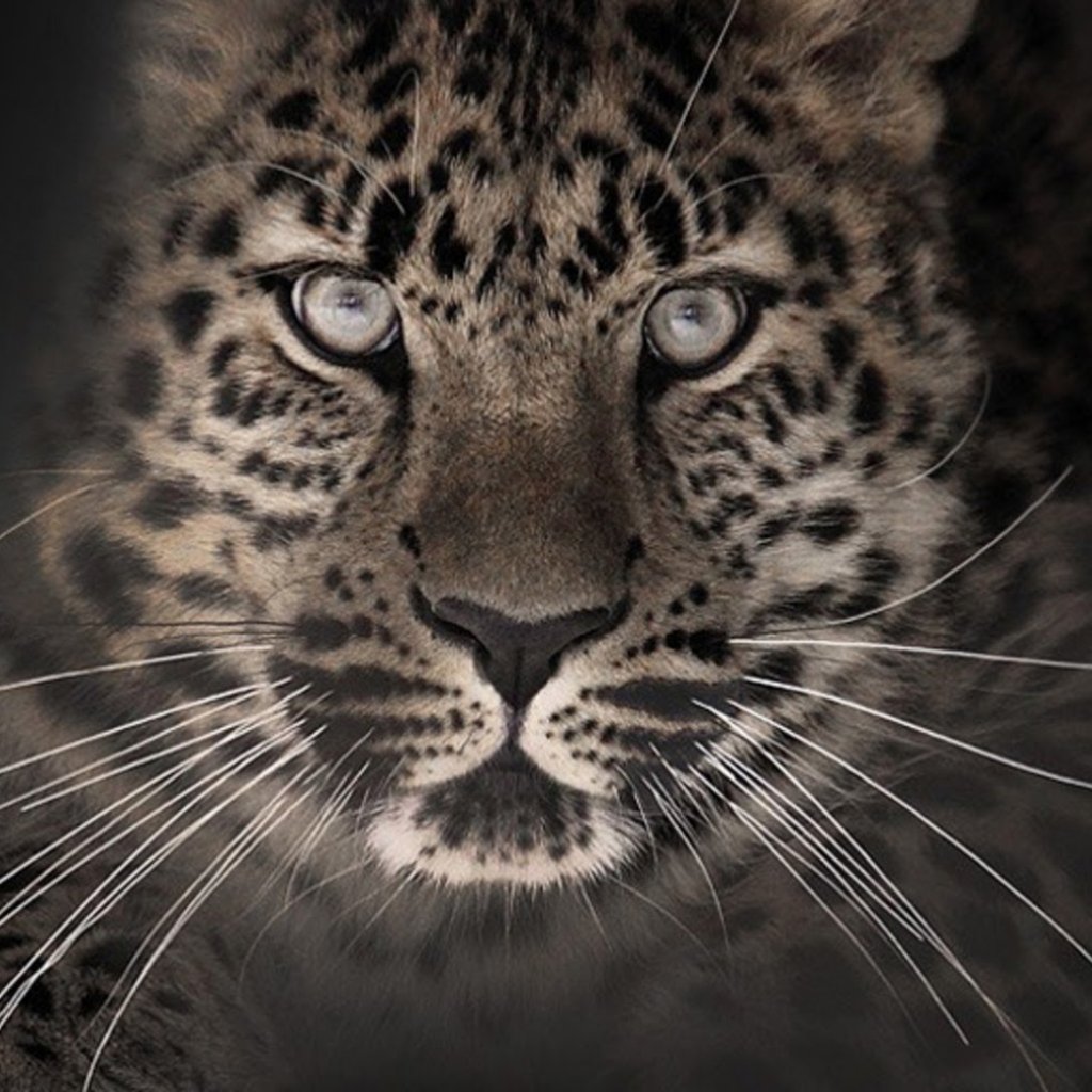 Leopard Forum Avatar | Profile Photo - ID: 259406 - Avatar Abyss