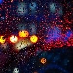 Download Photography Raindrops PFP