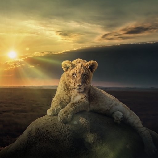 Download Cub Lion Stone Animal PFP