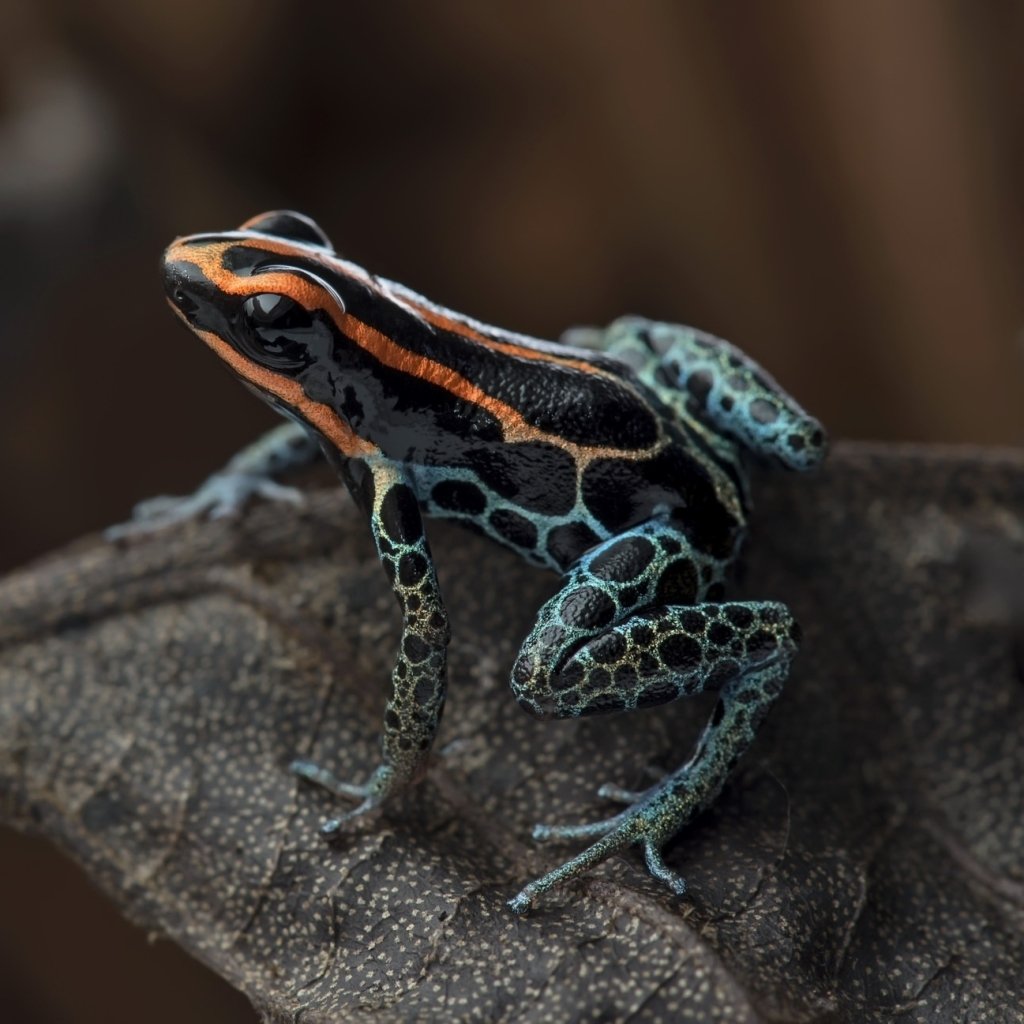 Download Close-up Amphibian Frog Animal Poison Dart Frog PFP