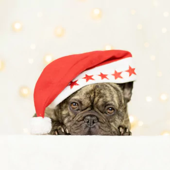 santa hat french bulldog dog Animal PFP