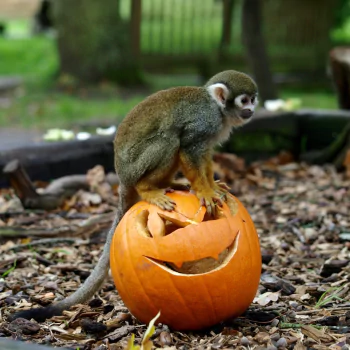 halloween Animal monkey PFP