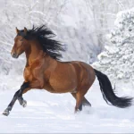 Animal horse PFP