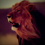 Animal lion PFP