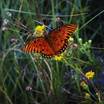 Animal butterfly PFP