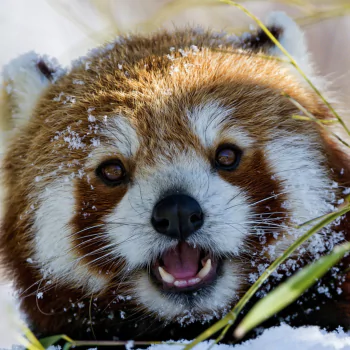 close-up face red panda Animal PFP