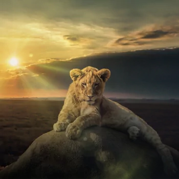 cub lion stone Animal PFP