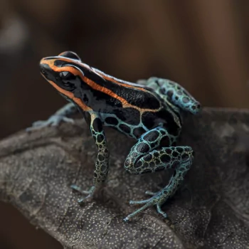 close-up amphibian frog Animal Poison dart frog PFP