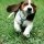 Basset Hound