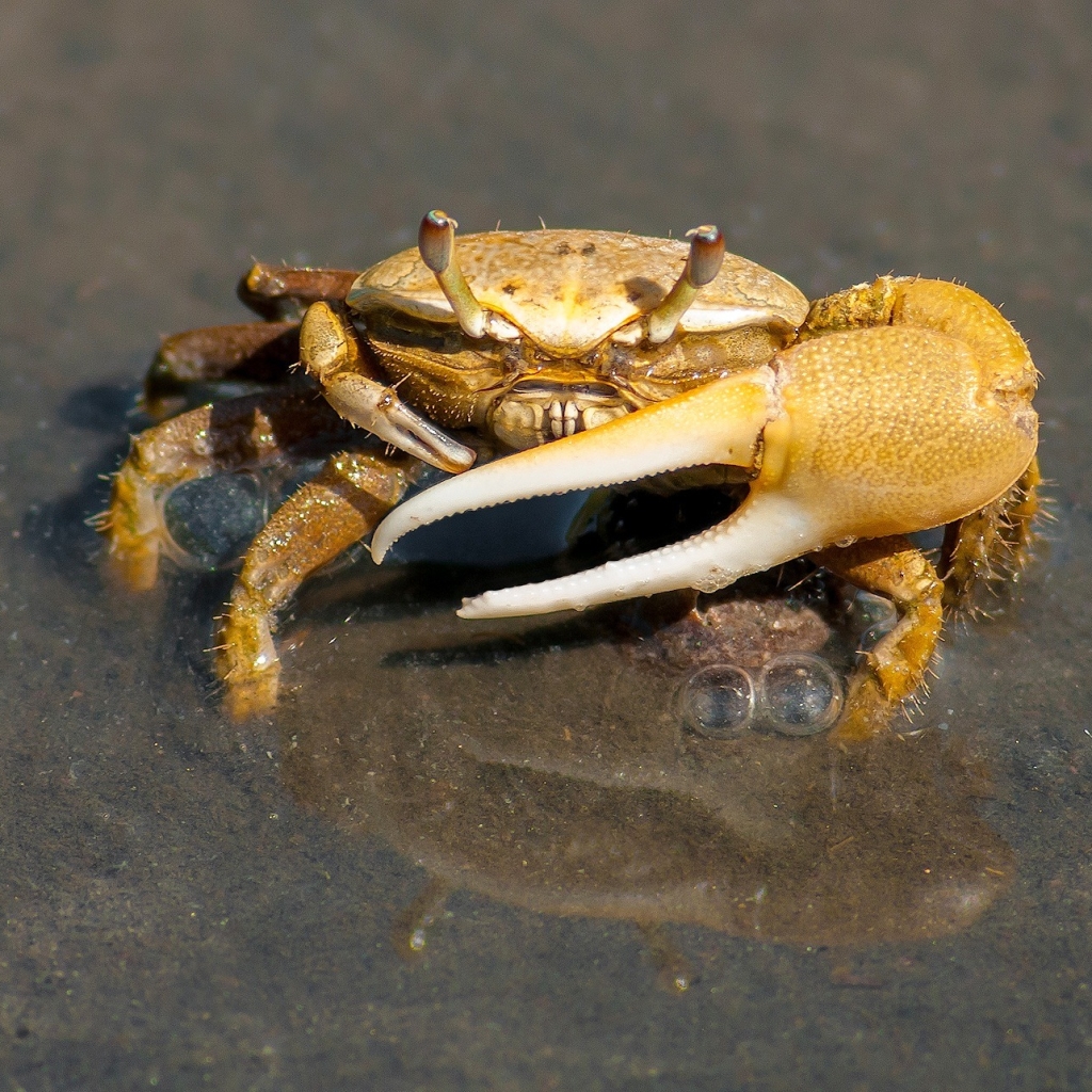 Yellow male fiddler crab with large claw by 12019