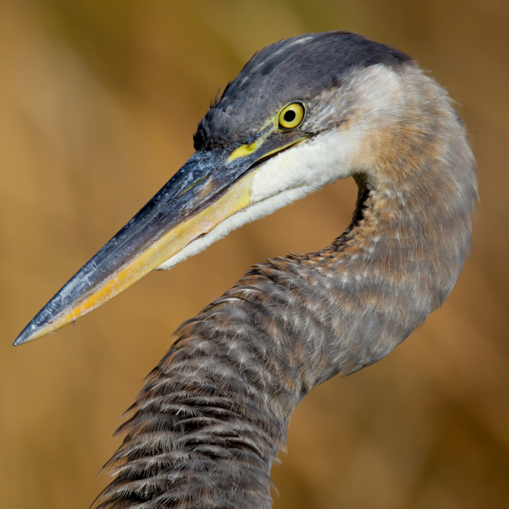 Download Close-up Heron Bird Animal PFP