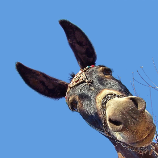 Donkey Close Up In Camera