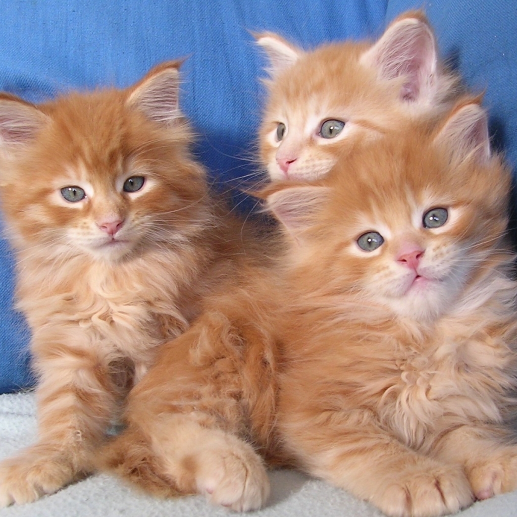 Рыжие сибирские котята