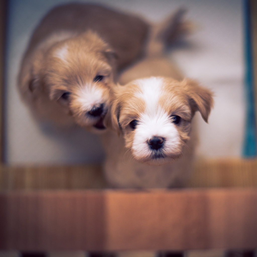 Download Bokeh Puppy Dog Animal PFP