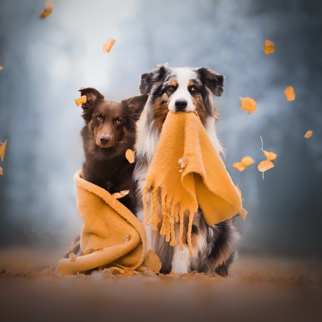 Two dogs with an orange scarf during autumn