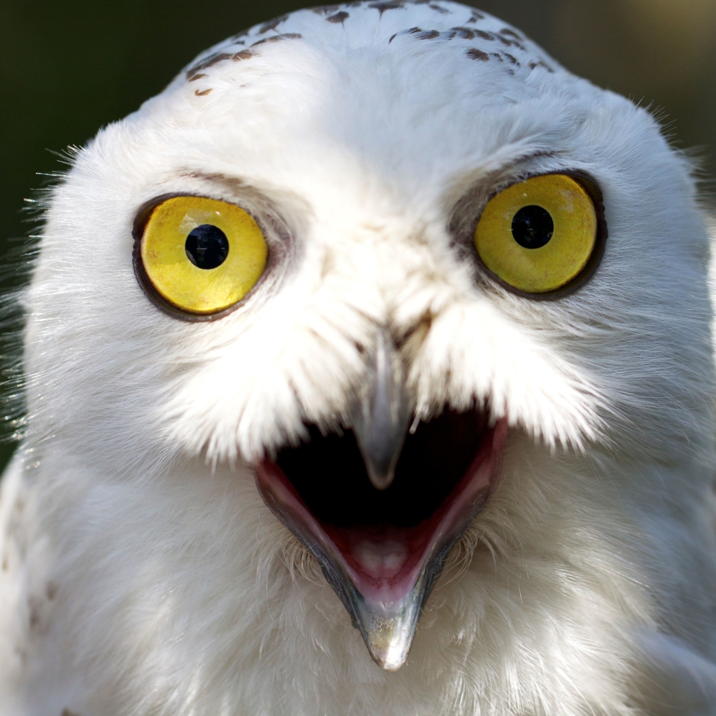 Shocked owl