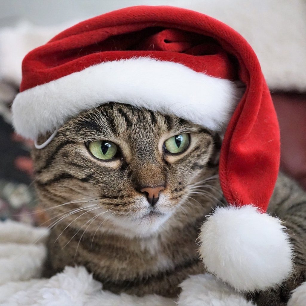 Download Santa Hat Cat Animal  PFP