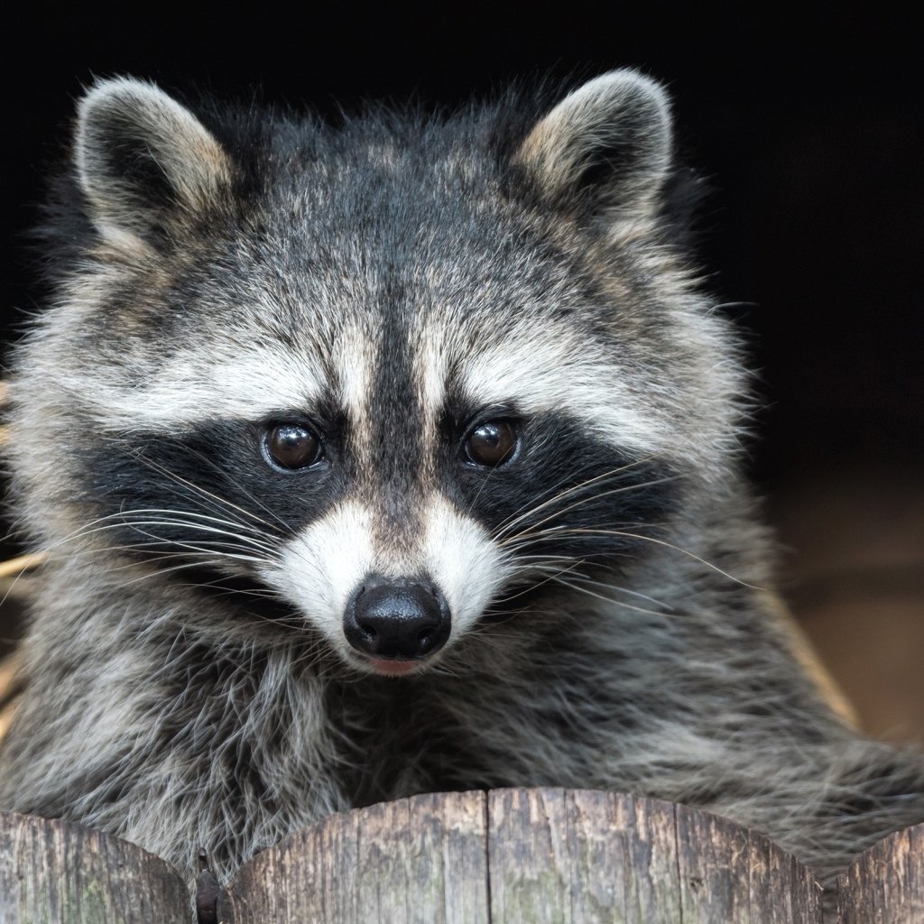 Download Raccoon Animal PFP