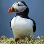 Animal puffin PFP