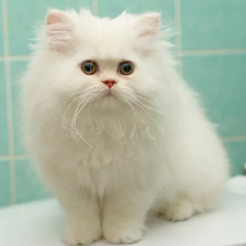 Persian Cat PFP