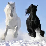  Run Like The Wind