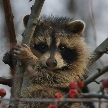 Download Animal Raccoon PFP