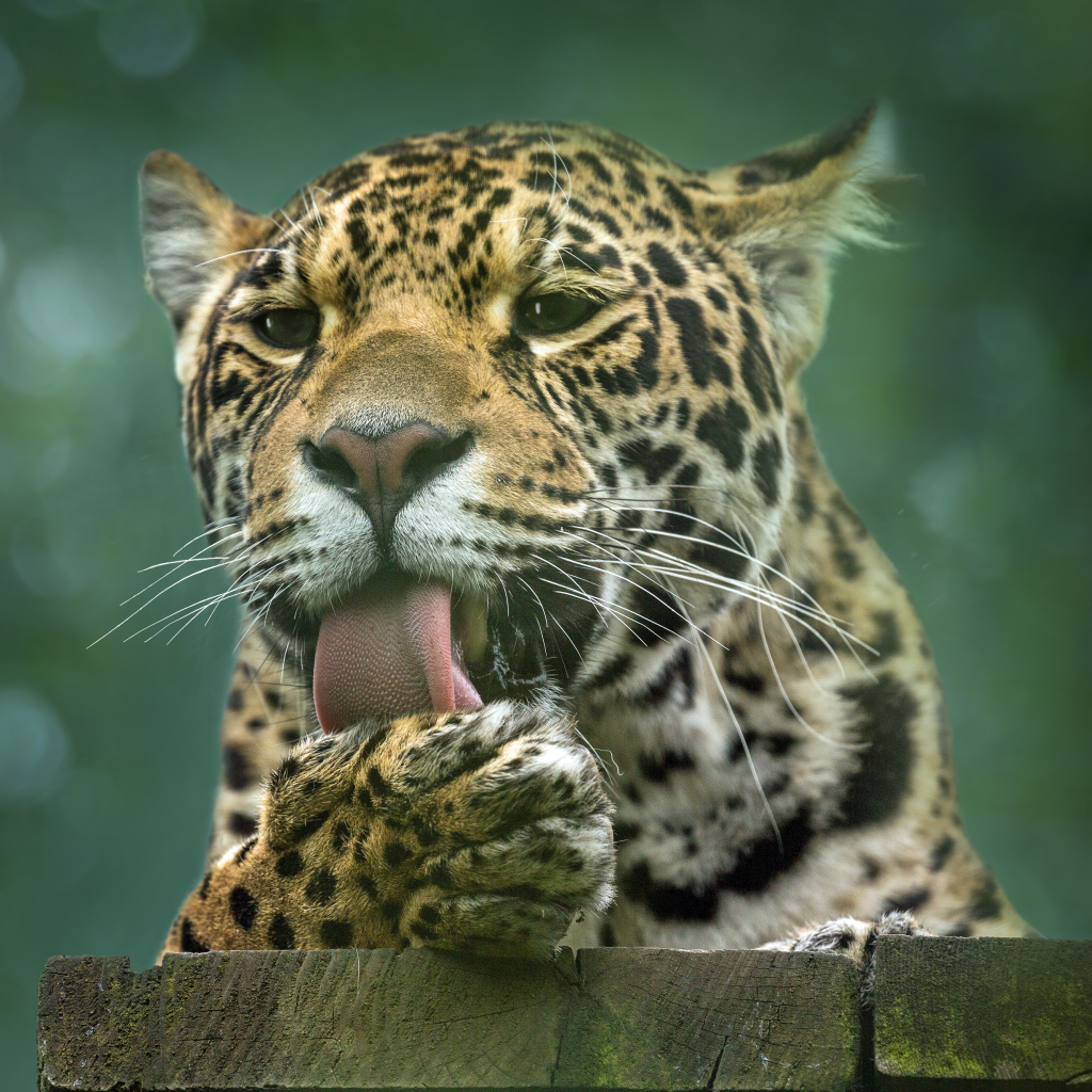 Jaguar Pfp by sophiaspurgin