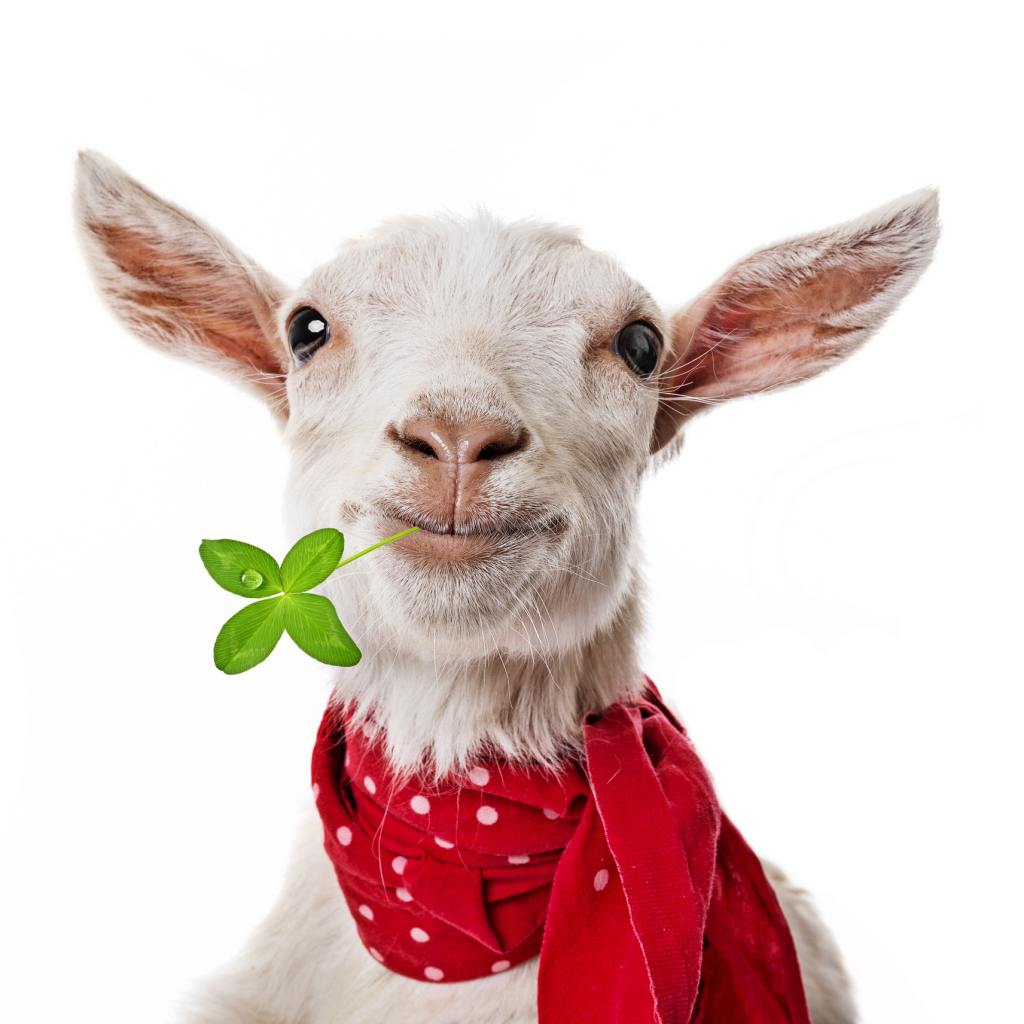 Download Animal Goat PFP