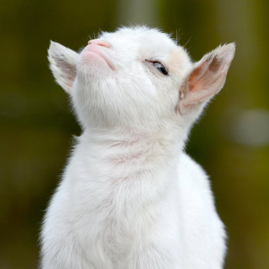 Download Animal Goat PFP