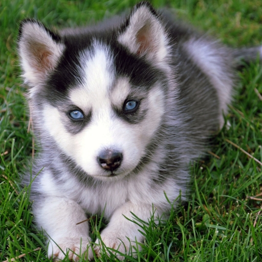 Download Dog Puppy Animal Siberian Husky PFP