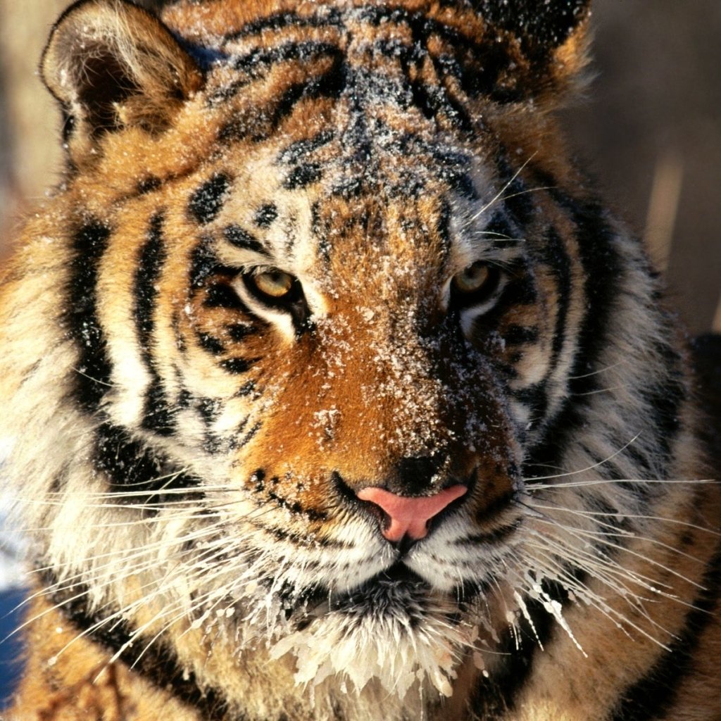 Download Animal Tiger PFP