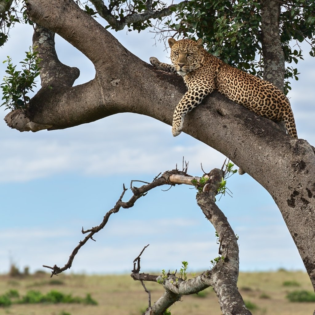Download Depth Of Field Jaguar Animal PFP