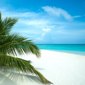 tropics beach nature PFP