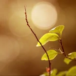 nature leaf PFP