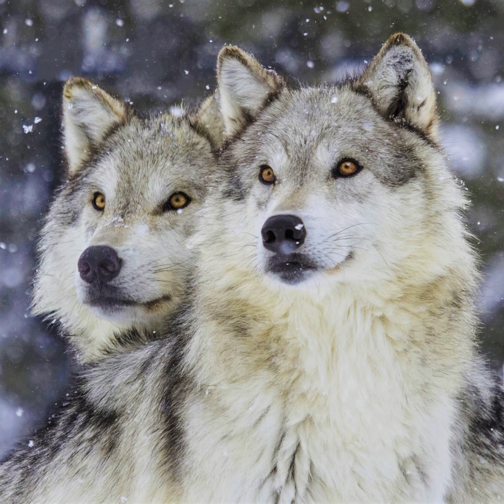 Beautiful Wolves in Winter Snowstorm