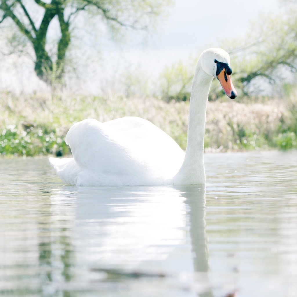 Beautiful Swan on a Lake